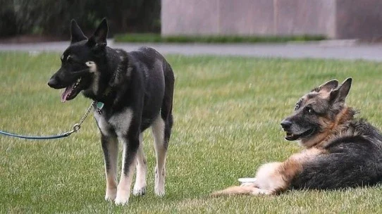 Cachorro do presidente Biden morre nos Estados Unidos