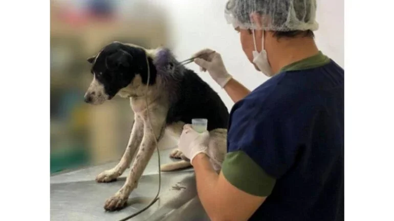 Vídeo: Com ferimento grave, cachorro entra em clínica veterinária e recebe cuidados