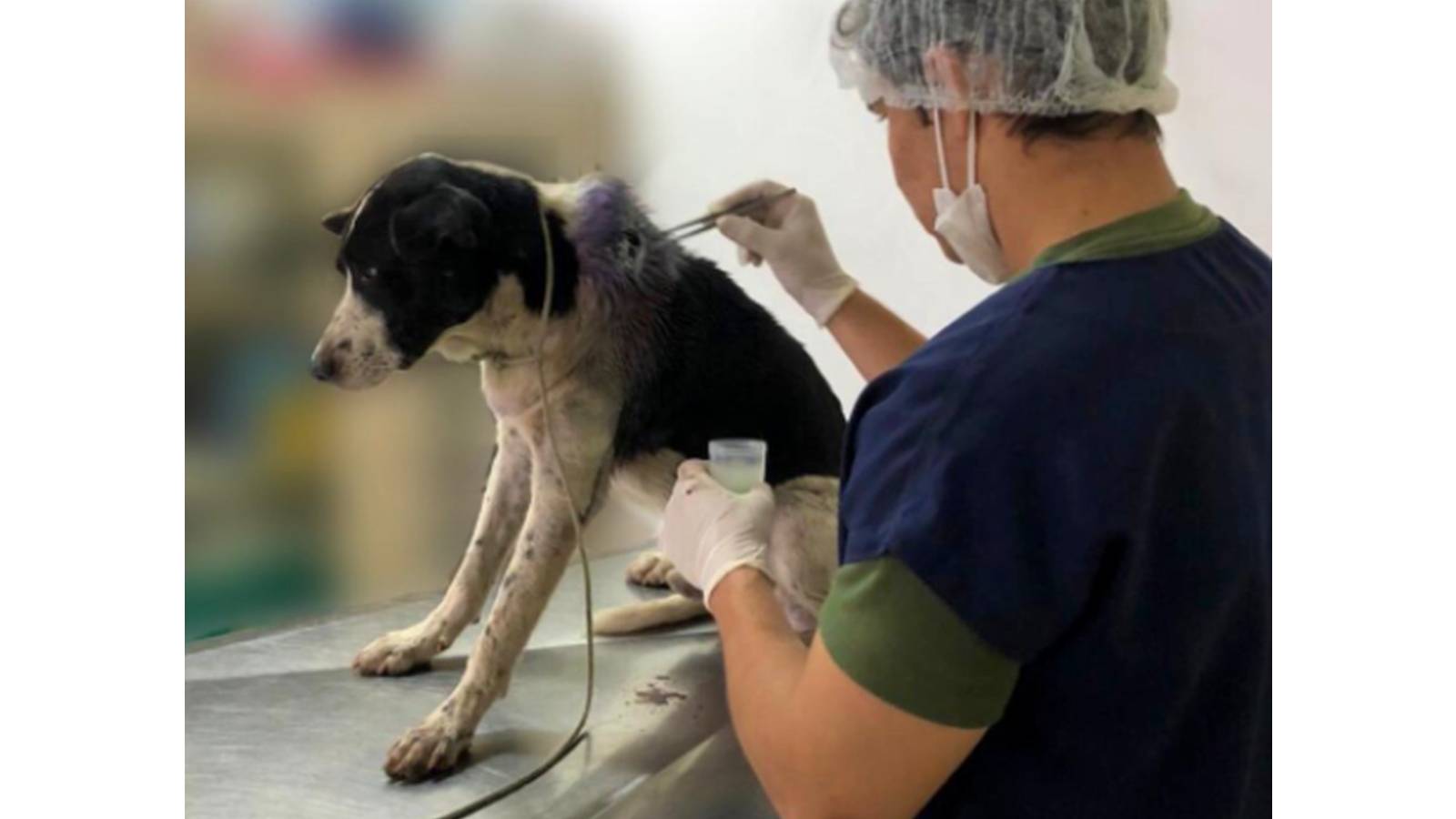 Vídeo: Com ferimento grave, cachorro entra em clínica veterinária e recebe cuidados