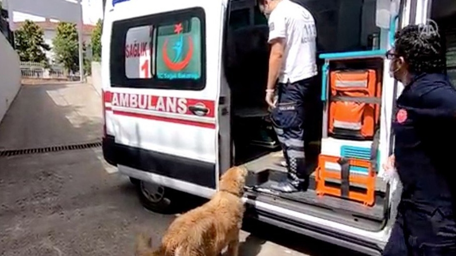 Vídeo: Cachorro persegue ambulância que levava dona ao hospital