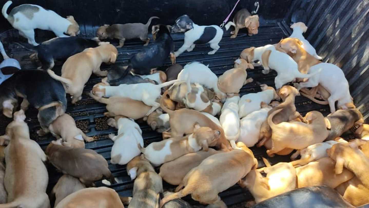 SP: Grupo resgata 80 cães em situação de maus-tratos