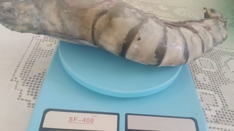 'Camarão gigante' com mais de 400g e cerca de 50 cm é fisgado por pescador