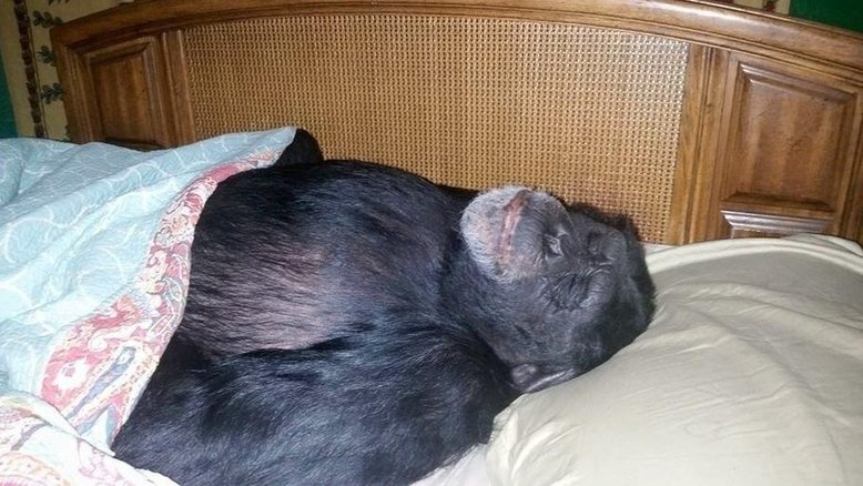 EUA: Chimpanzé é morto a tiros após atacar a dona