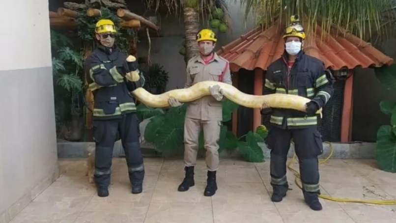 Cobra píton albina de mais de 2 metros é capturada em casa de Goiás