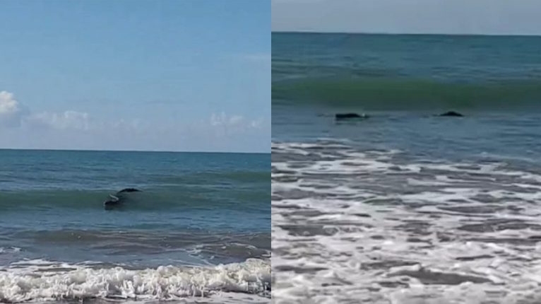 Vídeo: Pescador vê "tronco" flutuando no mar e fica surpreso ao descobrir que era um crocodilo