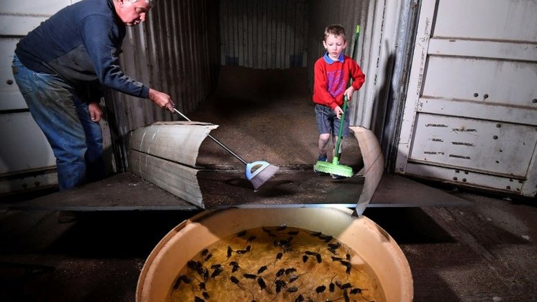 Depois do fogo e inundações, agricultores australianos enfrentam praga de ratos