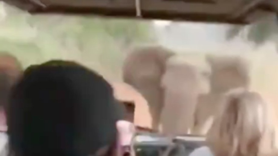 Vídeo: Elefante é flagrado perseguindo carro com turistas em safári