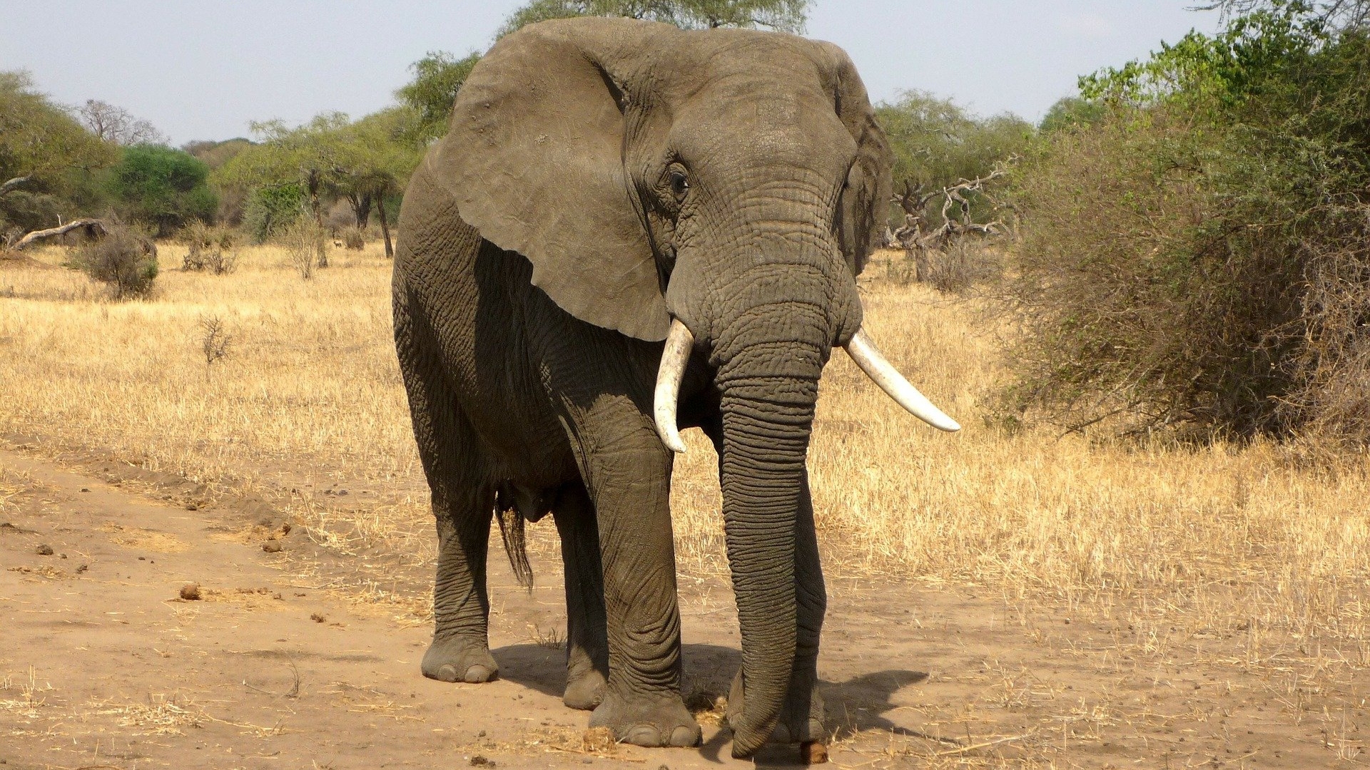 Após ser rejeitado pelo rebanho, elefante mata 16 pessoas na Índia