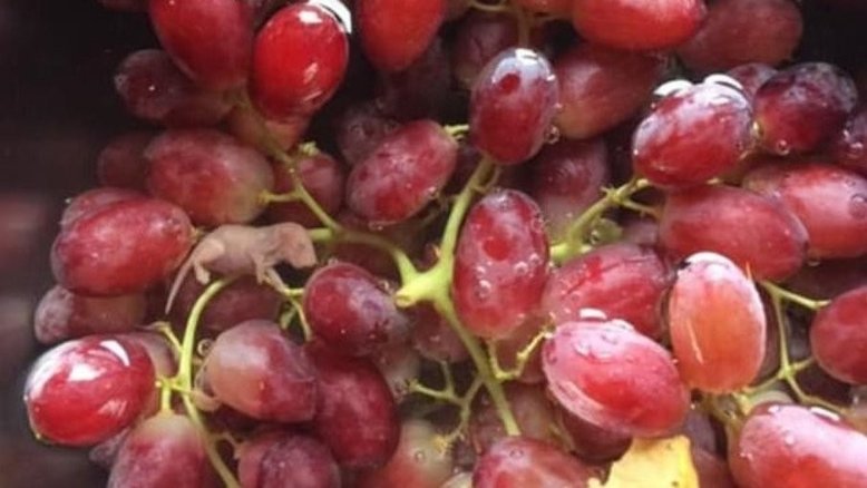 Mulher encontra feto de rato após comprar uvas na Austrália