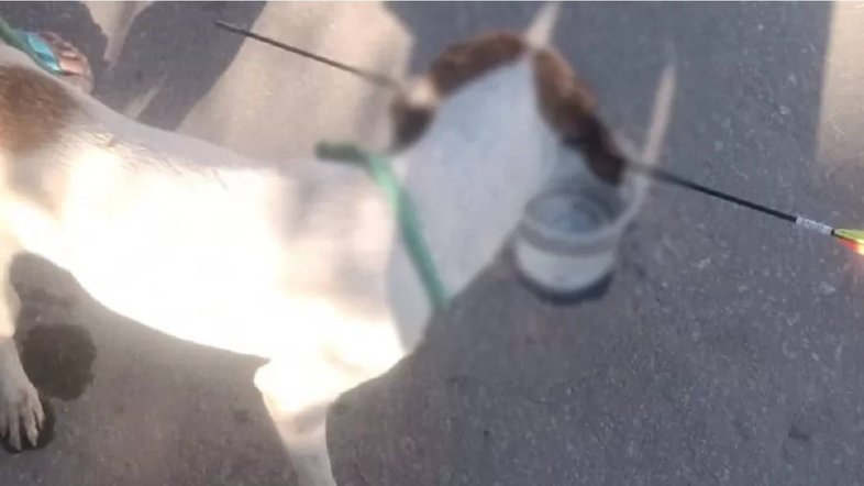 MG: Cão é atingido por flecha e socorrido por vizinhos