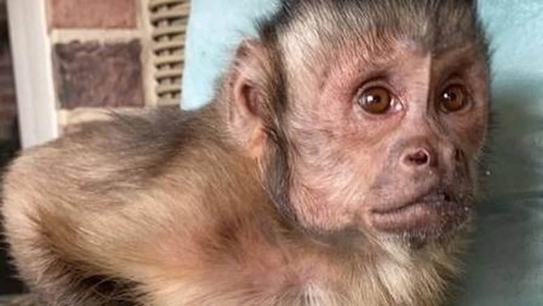 Macaco com 17 milhões de seguidores morre ao ir a veterinário para tratar os dentes