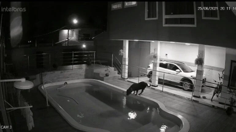 Menino de 11 anos pula em piscina para salvar cachorro