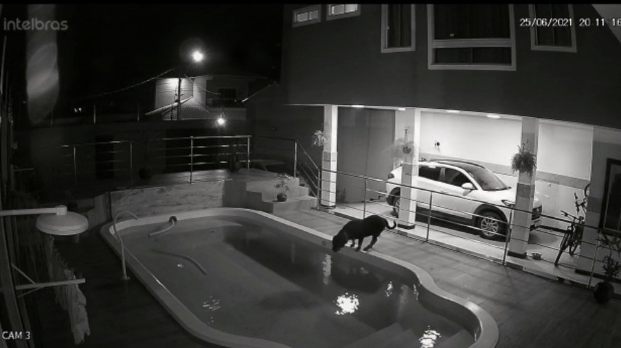 Menino de 11 anos pula em piscina para salvar cachorro