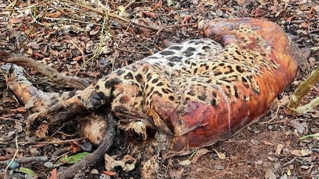 Mortes de duas onças-pintadas e outros 18 animais no Pantanal estão sendo investigadas pela Polícia Federal