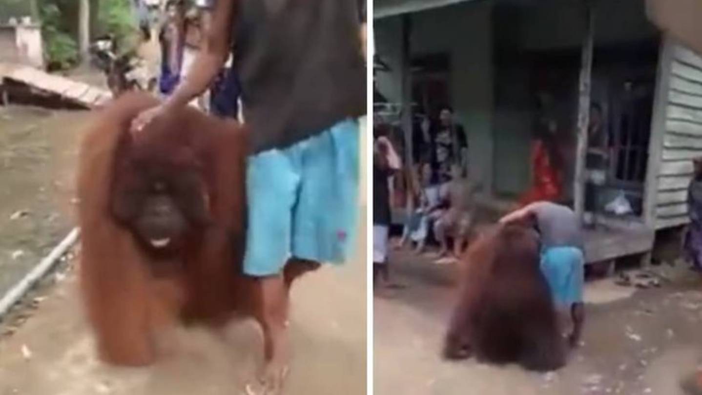 Vídeo: Orangotango aparece em aldeia e recebe comida e carinho dos aldeões