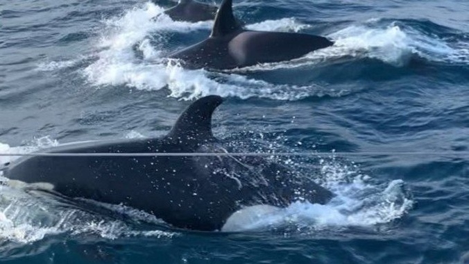 Grupo de 30 orcas cerca e ataca barco por 2 horas; assista