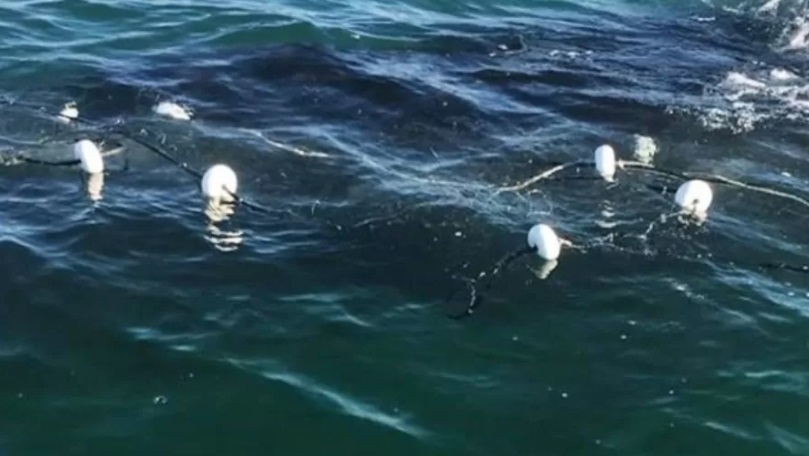 SC: 4 baleias-jubarte ficam presas em redes de pesca; duas morreram
