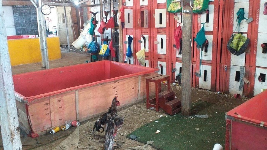 Rinha de galos é descoberta pela polícia e presentes são multados; 78 animais foram resgatados 2 Rinha de galos é descoberta pela polícia e presentes são multados; 78 animais foram resgatados