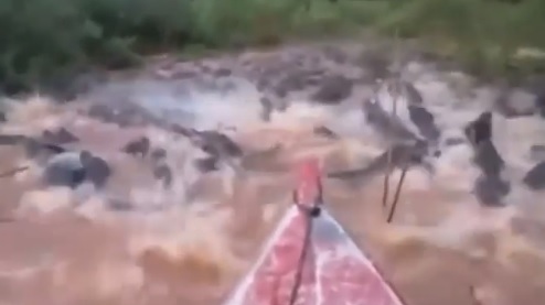 Vídeo: Homem atravessa rio repleto de jacarés e viraliza na web