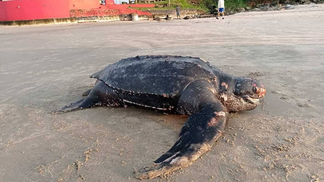 Tartaruga de 200kg ameaçada de extinção é encontrada morta em praia de São Paulo