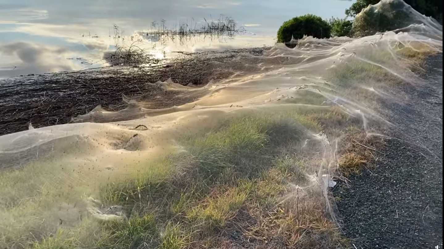 Vídeo: Teia de aranha gingante surpreende moradores na Austrália