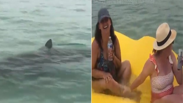 Banhistas são surpreendidas por tubarões enquanto relaxavam no mar