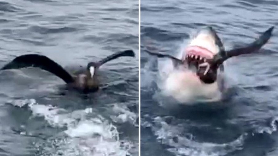 Tubarão branco abocanha pássaro em disputa por atum; vídeo