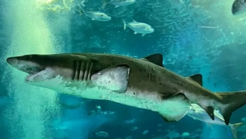 Morre um dos maiores tubarões de grande porte do Aquário Marinho do Rio de Janeiro