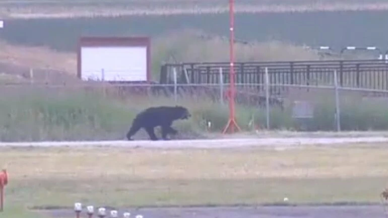 Urso é morto a tiros no Japão após atacar quatro pessoas