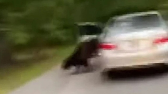Vídeo: Urso invade carro e assusta professora nos EUA