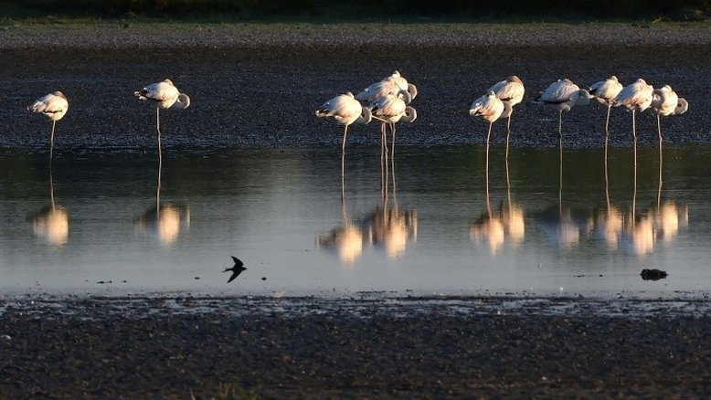 Texto sobre diversidade que será negociado na COP15 é divulgado