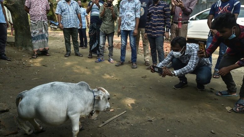 Milhares de pessoas se reúnem para ver uma vaca anã em Bangladesh