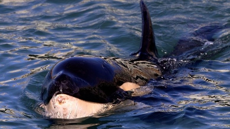 Longe da mãe, filhote de orca morre na Nova Zelândia