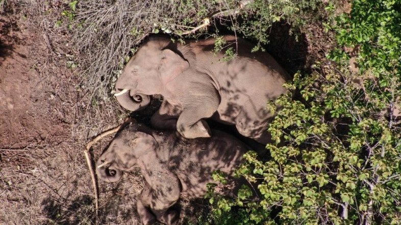 Veterinários curam filhote de elefante ferido e abandonado pela sua manada na China