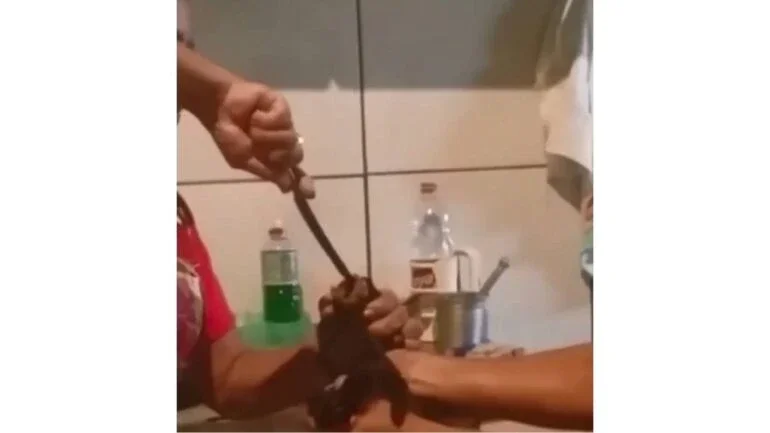 Reprodução