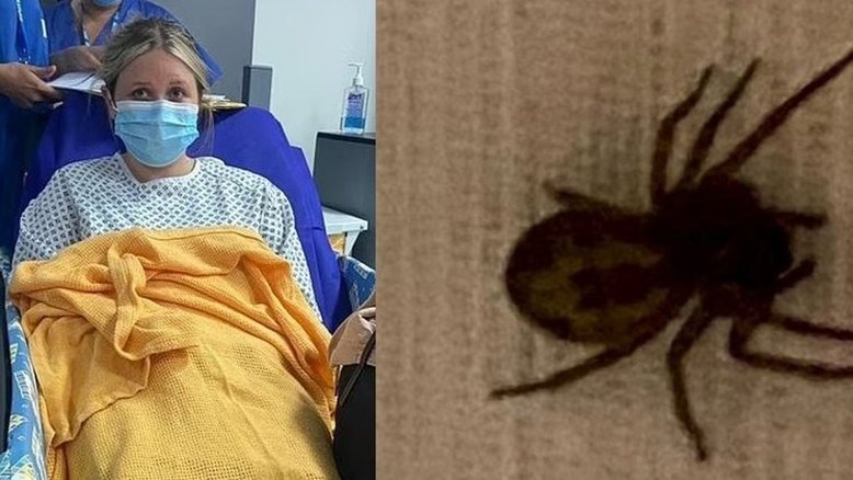 Os mais assustadores ataques de aranhas