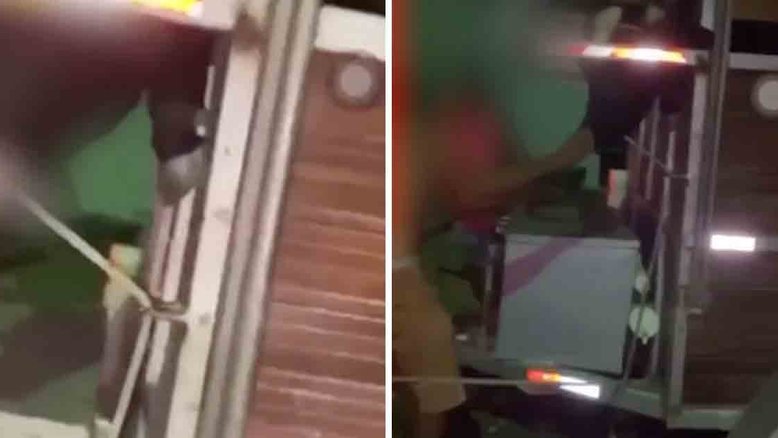 Estudante veterinário é detido após vídeo mordendo focinho de boi