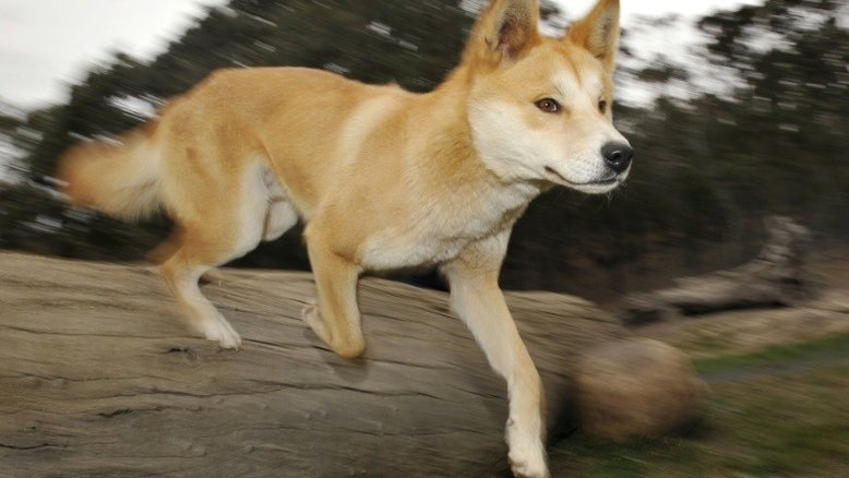 Imagens inéditas revelam a vida secreta de um dingo australiano