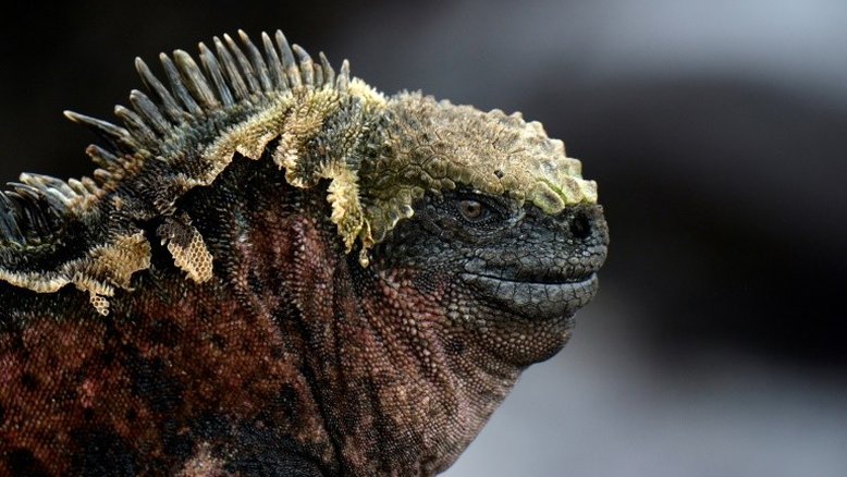 Galápagos fará censo inédito da população de iguanas-rosadas do vulcão Wolf