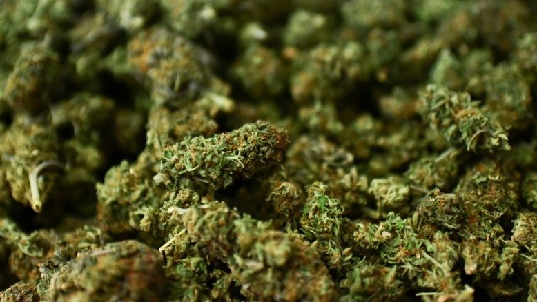Congresso do Panamá aprova uso de cannabis medicinal
