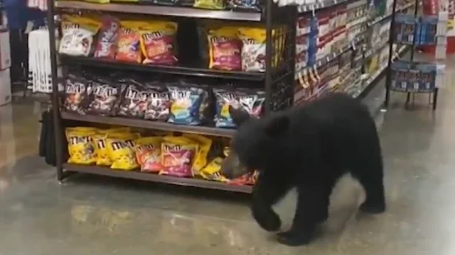 Filhote de urso anda em supermercado nos Estados Unidos; veja vídeo