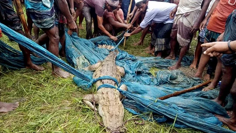Crocodilo de espécie considera extinta em Bangladesh é capturado no país