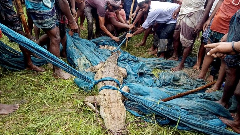Crocodilo de espécie considera extinta em Bangladesh é capturado no país