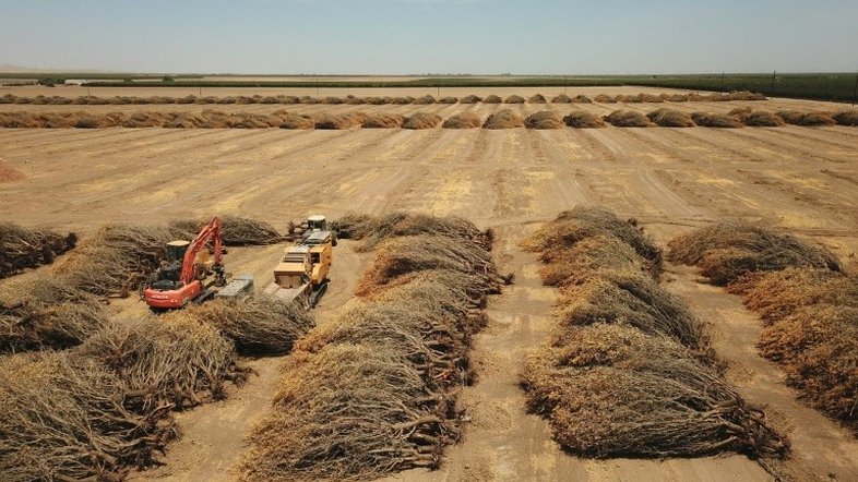 Arrasados pela seca, agricultores da Califórnia derrubam valiosas amendoeiras