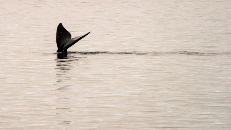 EUA anuncia novas medidas para salvar baleias ameaçadas de extinção