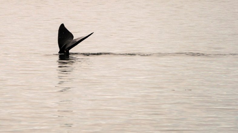 EUA anuncia novas medidas para salvar baleias ameaçadas de extinção