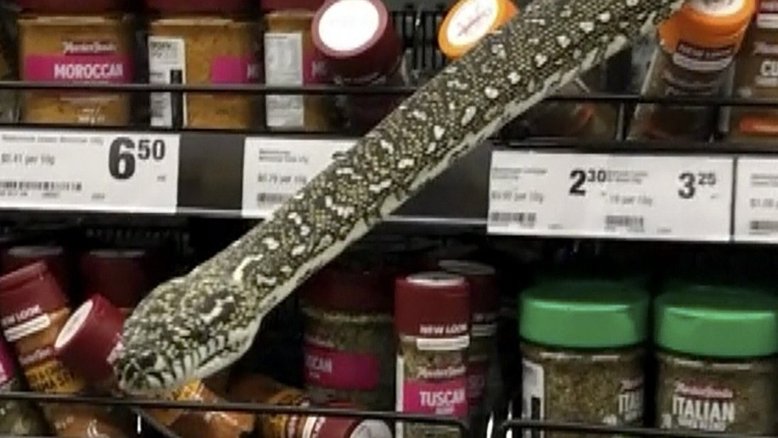 Vídeo: Mulher encontra cobra em supermercado na Austrália e faz a captura com segurança