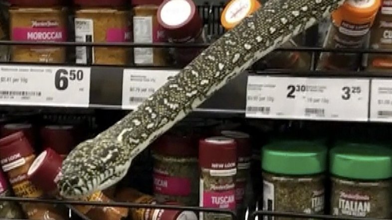 Vídeo: Mulher encontra cobra em supermercado na Austrália e faz a captura com segurança