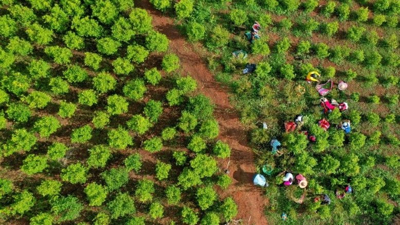 Uma viagem às terras de 'San Coca', florescente economia ilegal da Colômbia