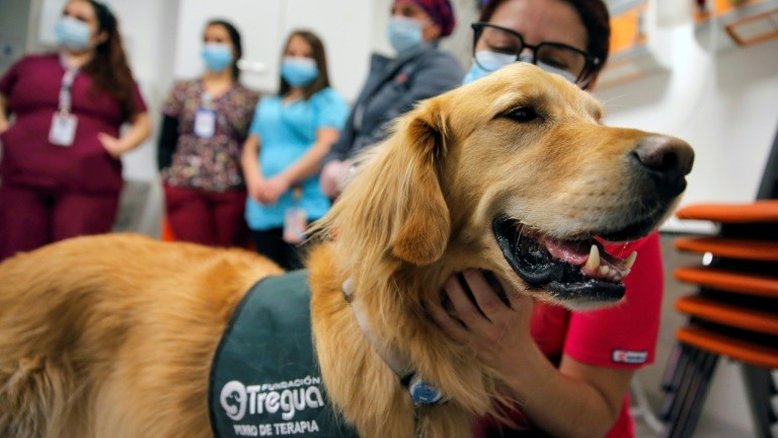 Terapia canina em hospital chileno para crianças e profissionais exaustos com a pandemia